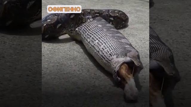 Питон сожрал кошку смотреть онлайн
