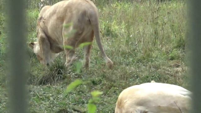 Подглядываю за львами 🦁🐾🧡 ПАРК ЗЕМЛЯ ПРАЙДА 🌿 смотреть онлайн