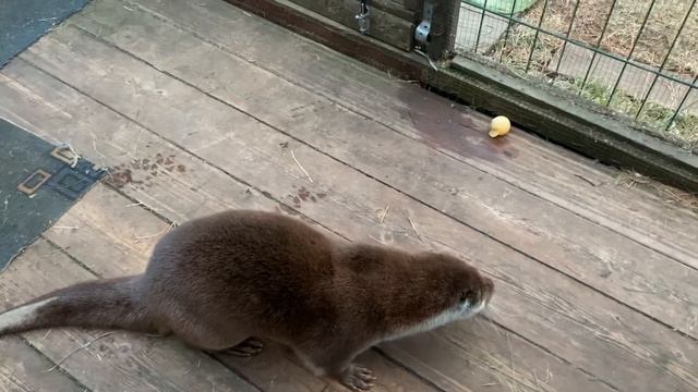 Выдра Степка смотреть онлайн