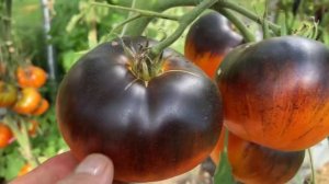 Томат Яркий самоцвет