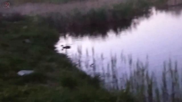 водоплавающие птицы вечером на пруду смотреть онлайн