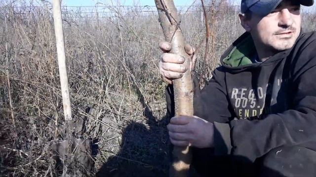 Пересадка 3-х летнего персика с оборваными корнями! смотреть онлайн