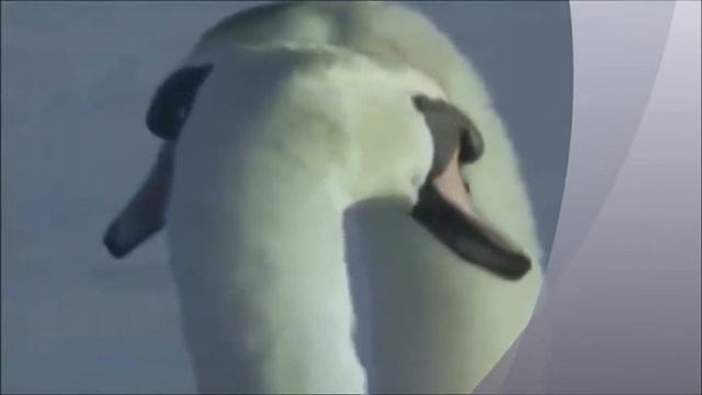 Красивая песня про верность лебедей!!!?