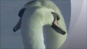 Красивая песня про верность лебедей!!!?