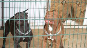 Простые будни питбулей и волков в питомнике Dragon Life Видео о том как я перепутал запись со стопо