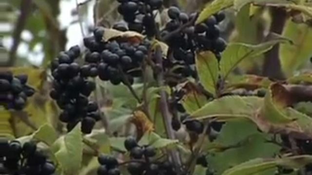 Зеленое ожерелье Бузина Черная 1 ая часть смотреть онлайн