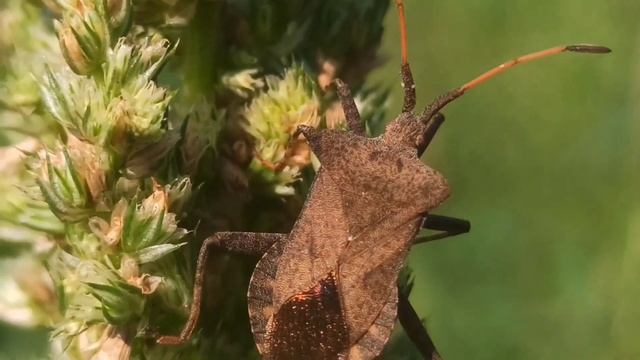 Мраморный клоп - серьезный сельскохозяйственный вредитель#nature#garden#macro#agriculture#bug смотреть онлайн