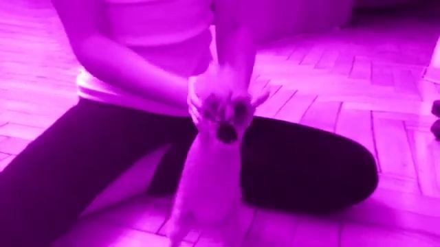 Танец морской свинки КУЗИ смотреть онлайн