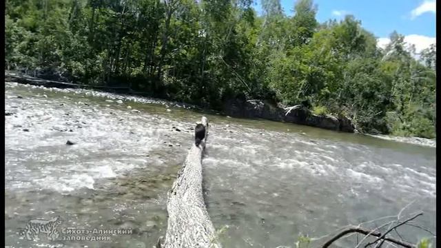 По дереву смотреть онлайн