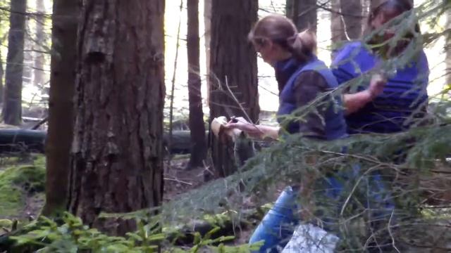 Beim Pilzesammeln Im Gaggstatter Wald