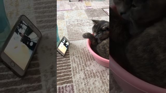 so funny cat video?? смотреть онлайн