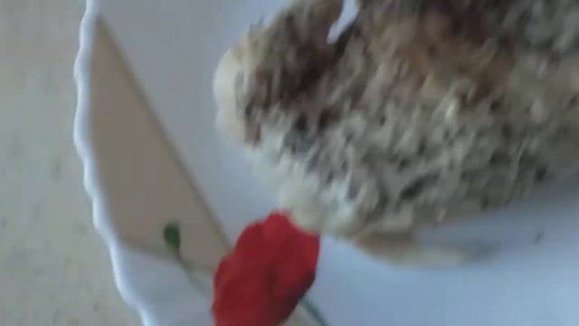 СРОЧНАЯ РЕАНИМАЦИЯ КУРИЦЫ!! смотреть онлайн