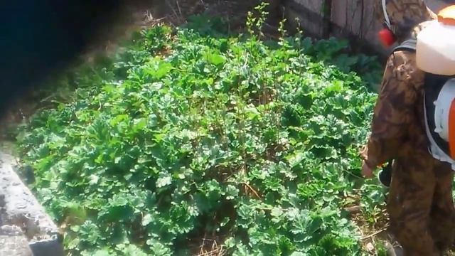 Обработка борщевика гербицидом смотреть онлайн