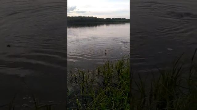 Самый большой Жерех,Ловля жереха на спининг смотреть онлайн