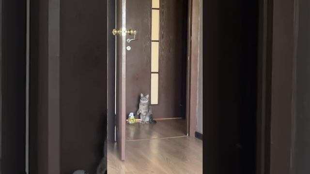 #meme #memes смотреть онлайн