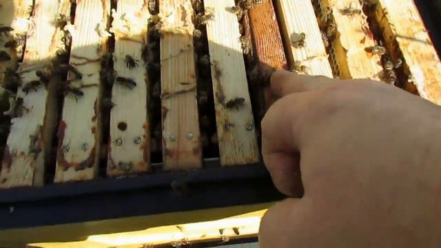 весенний медосбор - Дадан с магазинами, 7 рамок под расплод, остальные рамки под мед смотреть онлайн