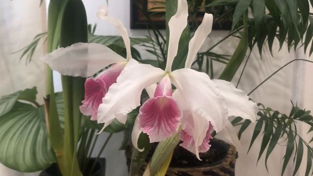 Laelia purpurata carnea смотреть онлайн