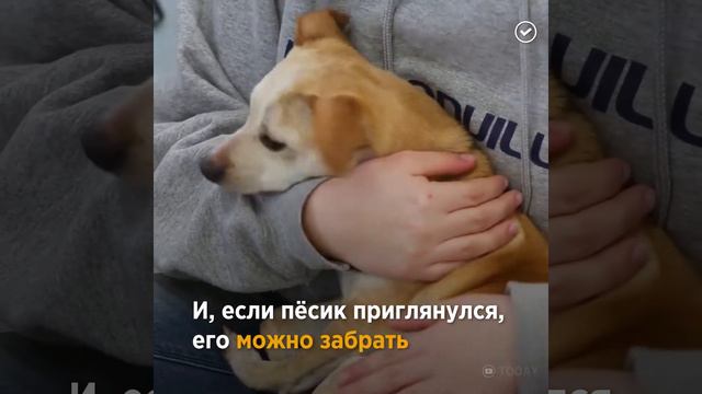 Собачий приют в пивоварне смотреть онлайн