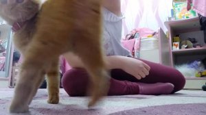 Как дрессировать кота как научить откликатся на его имя
