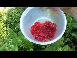 КАК СВАРИТЬ МАЛИНОВОЕ ВАРЕНЬЕ ЕСЛИ У ВАС НЕТ МАЛИНЫ #малина