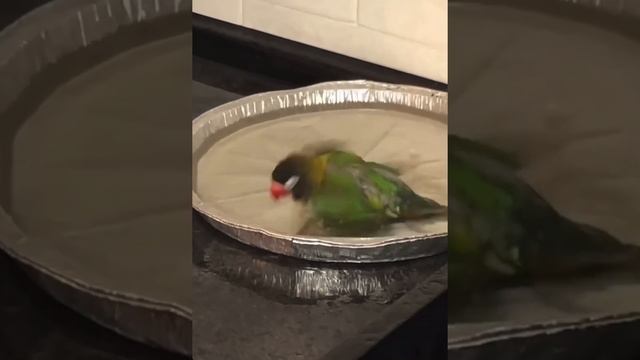 Водные процедуры масковый попугай неразлучник купается смотреть онлайн