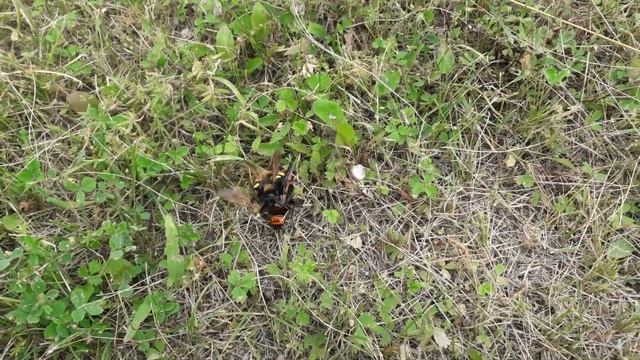 Момент из жизни ШЕРШНЕЙ