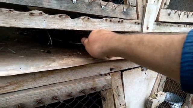 Миграция кроликов смотреть онлайн