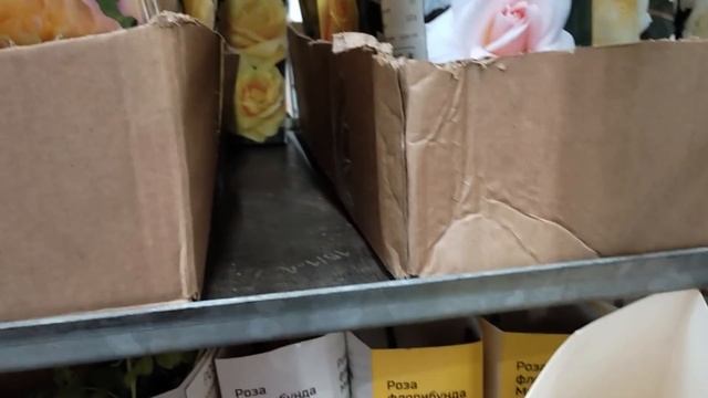 ?УРА! Началась продажа роз. Краткий обзор из Леруа Мерлен. смотреть онлайн