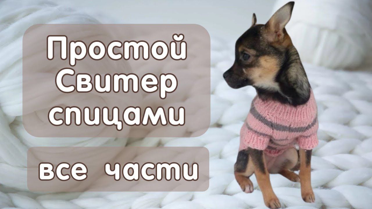 Как связать свитер спицами для собак и кошек, все части