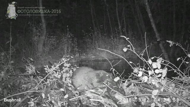 ID1562/Висимский заповедник/Другие виды животных/Бобр грызет дерево смотреть онлайн