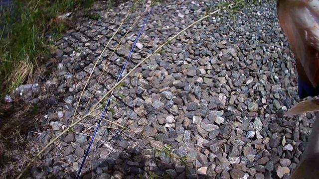 Рыбалка в городском озере. смотреть онлайн