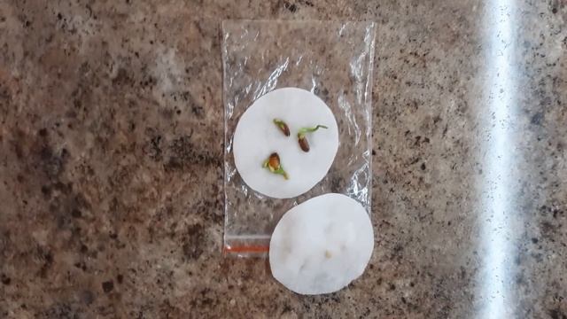 Выращивание ЛИМОНА из косточки в ДОМАШНИХ условиях. Эксперимент. Часть 2. смотреть онлайн