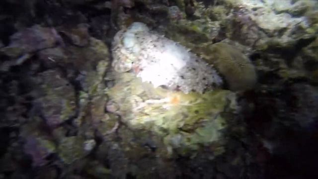 cuttlefish смотреть онлайн