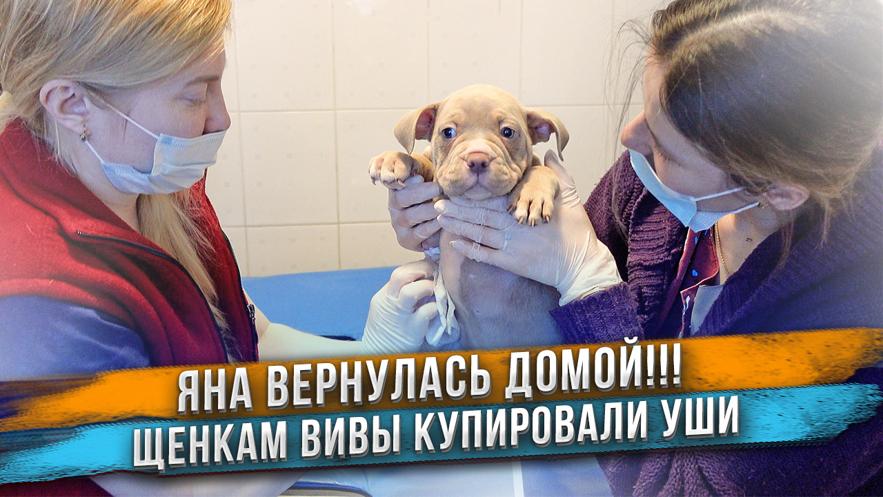 Яна - дома! Щенки Вивы после купирования ушей. Новая машина. смотреть онлайн