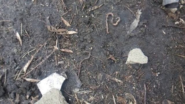 Влог весна, первые цветы, божья коровка смотреть онлайн