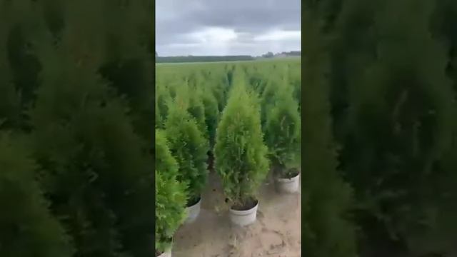 Туя Смарагд с поля С10 размер 100/120 см. смотреть онлайн