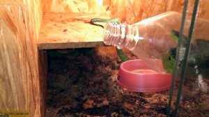 Лайфхак по ловле гадюки бутылочкой