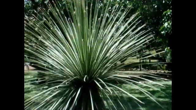 Dasylirion - Jardim Tropical- Lisboa