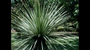 Dasylirion - Jardim Tropical- Lisboa