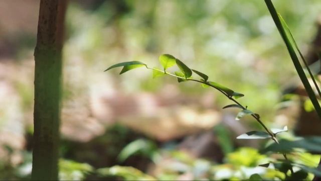 Fujifilm XT-10 video test смотреть онлайн