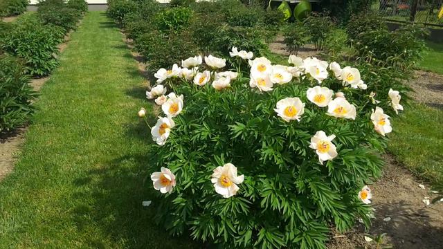 Peony Nosegay peonymax.com смотреть онлайн