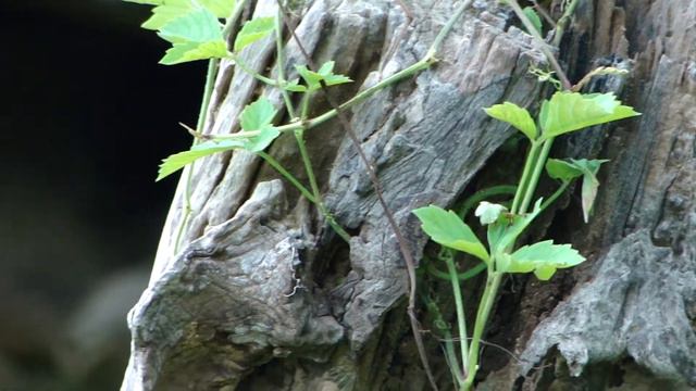 Forest Plants for Sickle Cell Anemia - Pankaj Oudhia's Ethnobotanical Surveys-1861 смотреть онлайн