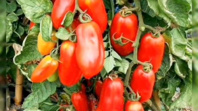 СОРТ ТОМАТОВ САН МАРЦАНО КОЛЛЕКЦИЯ ЛИПАТОВОЙ АНАСТАСИИ ВАЦАП ДЛЯ ЗАКАЗА 89152458159 ПИСЬМЕННО смотреть онлайн