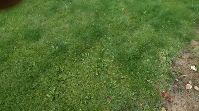 Обрезка старой груши. Омолаживаем дерево. смотреть онлайн