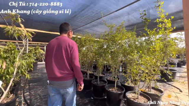 EKT NURSERY Tiếp Tục Sale Cây Cho Đến Hết Tháng Này Đặc Biệt Chậu 20gl Và 25 gl Mua 10 Tặng 3 tt612 смотреть онлайн