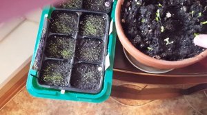 Первый полив рассады с марганцовкой от "чёрной ножки"