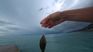 Морская рыбалка в Абхазии. Новый Афон. 2 часть