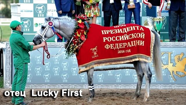 Продажа ЧК жеребчик (серый) 2023г Lucky First - Добрая весть ЦЕНА по тел +79883400208 Вацап Телегра смотреть онлайн