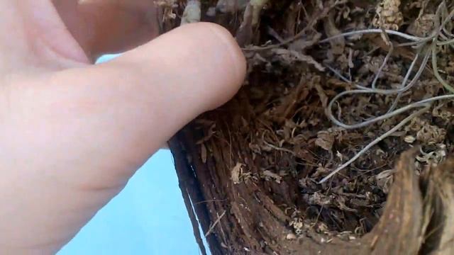 #Орхидея Фаленопсис в Кокосе, часть 1. Корень врос в кокос! Осмотр, посадка. #Доминикана. смотреть онлайн