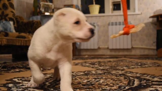 алиментный щенок АЛТЫН 039 смотреть онлайн